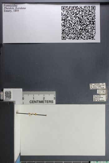 Media type: image;   Entomology 565907